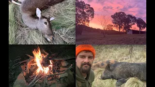 Blessed by the Central west - Stalking Pigs & Deer in NSW