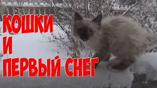 Приколы с кошками. Кошки и  Первый снег./ Funny cat Cats First snow