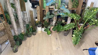 All of my philodendrons