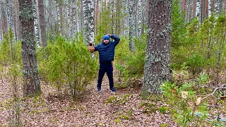 ГРИБНИК В ШОКЕ ОТ НАХОДОК! ГРИБАЛКА В НОЯБРЕ. Грибы