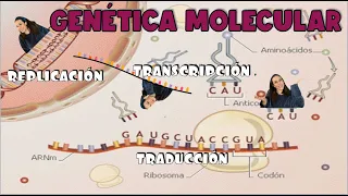 Genetica molecular. Replicación, transcripción y traducción. 4º ESO - Bio[ESO]sfera