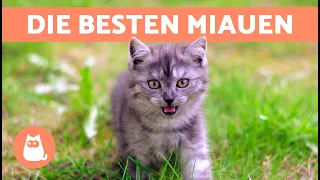 Die besten KATZEN-MAUZEN VIDEOS 🐱🐾 Wütende, glückliche und lustige Mauzende Katzen!