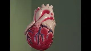 The Impact Of Stress On Your Heart