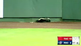 Skunk on the field