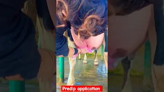 Predip application #shortvideo #viral #shorts