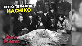 Fakta Mengejutkan Anjing Hachiko yang Jarang Orang Tau