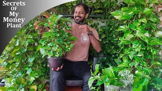 My Zero Fail Secrets to Grow Money Plants Successfully Every Time in Water//GREEN PLANTS