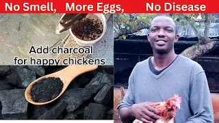 Benefits Of Charcoal For Chicken: How Much To Add And Preparation...