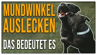 Devotes Verhalten oder ganz normal? Woher kommt das Maullecken unter Hunden? Wir klären auf