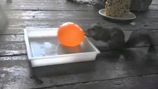 Curious Squirrel Investigates Water Balloon