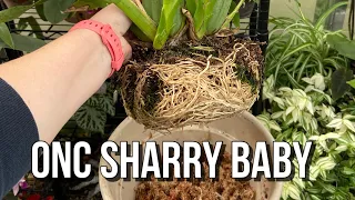 Repotting Oncidium Sharry Baby. Orchid Care For Beginners.