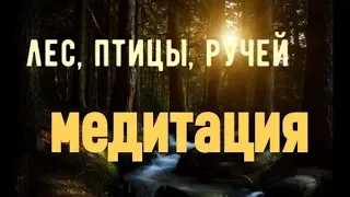 Медитация - лес, птицы, ручей