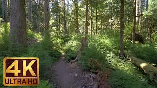 4K Virtual Hike in the Wonderful forest - Middle Fork Trail at Snoqualmie. Part 3-3 HRS Relax Music