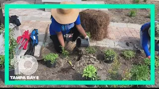 New Tampa Bay butterfly garden brings area some much needed green space