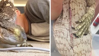 Lizard Recovers After Biting Tail Off