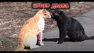 Супер драка котов