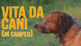 CANE in CAMPER e GATTO in CAMPER: come vivere da FULLTIMER con animali domestici? (EPISODIO 18)