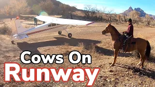 Bad Timing! Cows on Landing Strip and Roping Bulls | Vlog #16