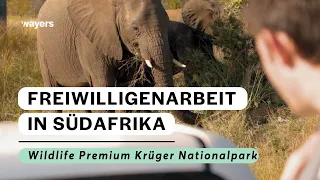 wayers | Deine Reise nach Südafrika in den Greater Krüger Nationalpark | Safari in Südafrika