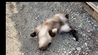 Crazy Siamese cat Armas rolls around in gravel pit