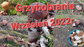 Mega wysyp prawdziwków,  rosną jak grzyby po deszczu. #grzyby #grzybobranie