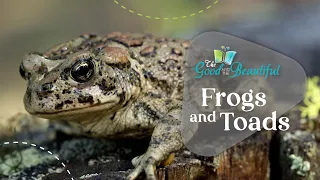 Frogs And Toads | Reptiles, Amphibians, and Fish | The Good and the Beautiful