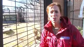 Lion sneaks up on WAFF Reporter