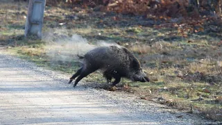 CACERÍA DE JABALI CAZA MAYOR TOP DE CACERÍA - CAZA Y MÁS