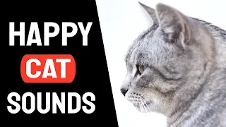 Sound To Make Your Cat Happy  |  Cat Sound