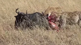 Hyenas Eat Wildebeest Alive While Giraffe 🦒 Is Watching (NOT FOR SENSITIVE VIEWERS)