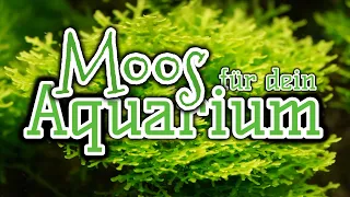 Moose für dein Aquarium | Aquarienpflanzen