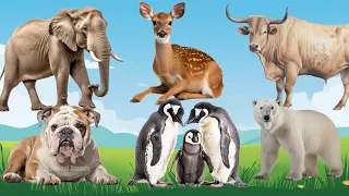 Amazing Familiar Animal Playing Sounds: Polar Bear, Penguin, Sika Deer, Buffalo - Animal Videos