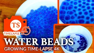 Water Beads Growing Time-Lapse Video 4K [2H20M in 2 Minutes] - Orbeez