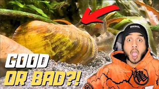 Should You Keep Freshwater Clams in Your Aquarium ?