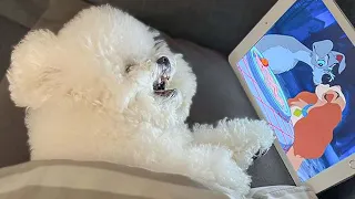 You Just CAN'T BE BORED Watching These Cute Funny PETS || PETASTIC 🐾