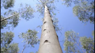 Forest conservation and clean energy for sustainable development in Uganda