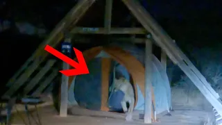 Cheeky Lion Steals Pillow From Campers Tent