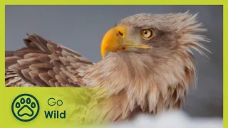 King of the Seas – Sea Eagle  | Go Wild