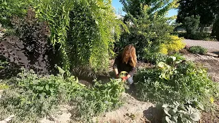 The Chicken Coop Flower Bed Needed Some Attention! 🌿✂️ // Garden Answer