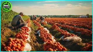 The Most Modern Agriculture Machines That Are At Another Level , How To Harvest Tomatoes In Farm ▶2