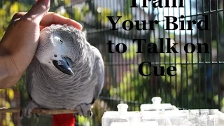 Train Your Parrot to Talk on Cue and Much More
