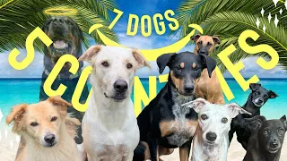 How to Have (7) Happy Dogs on a Sailboat - E21 - Sailing Roatan and Bay Islands