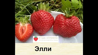 Клубника раннего сорта Элли - экзотический вкус с нотками абрикоса. Очччень вкусно!