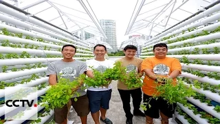 Singapore urban farming provides sustainable solutions