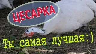 Цесарки. Как несутся. Почему орут и как с этим жить // Мое хозяйство //Юлия Артуровна