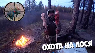 Охота на лося. Добыли и устроили шашлыки из печени с нутряным жиром! Первая охота моего коня Патрика