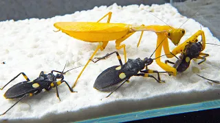 當金色螳螂遇到3只刺客蟲！Golden mantis VS 3 Assassin bugs