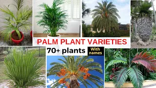 Top 70+ varieties of Palm plant ( Tree ) | Identification of Palm plants with Names