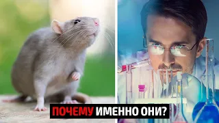 🐁 Почему опыты проводят на крысах?