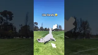 When our Pyrenees dog meets a Golden retriever 👀??[Dog Park]